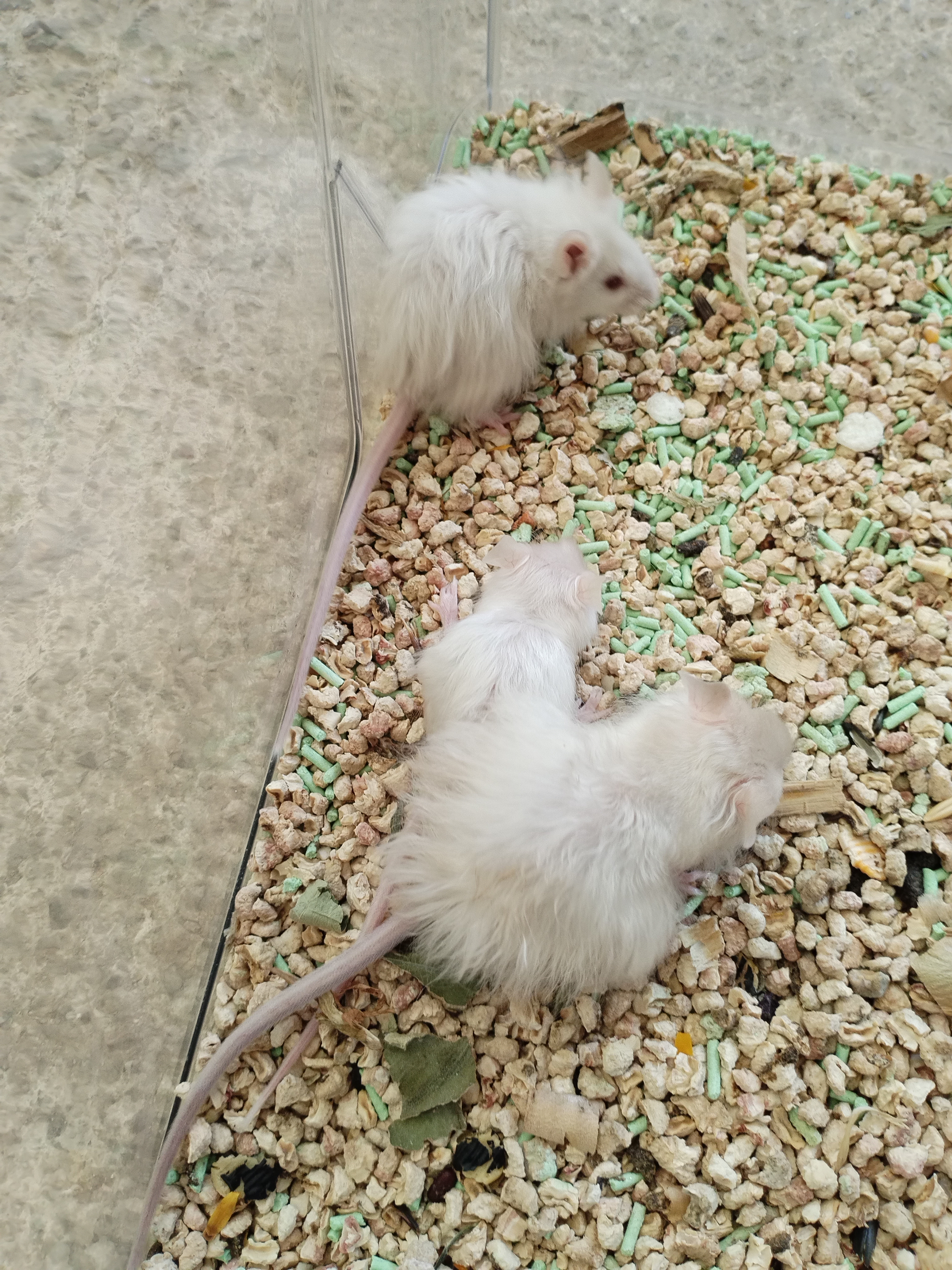 美版段子鼠,长毛,短毛都有。